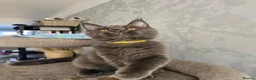 Maine Coon cats for sale: Blue Maine Coon tica registered  - Advert 2