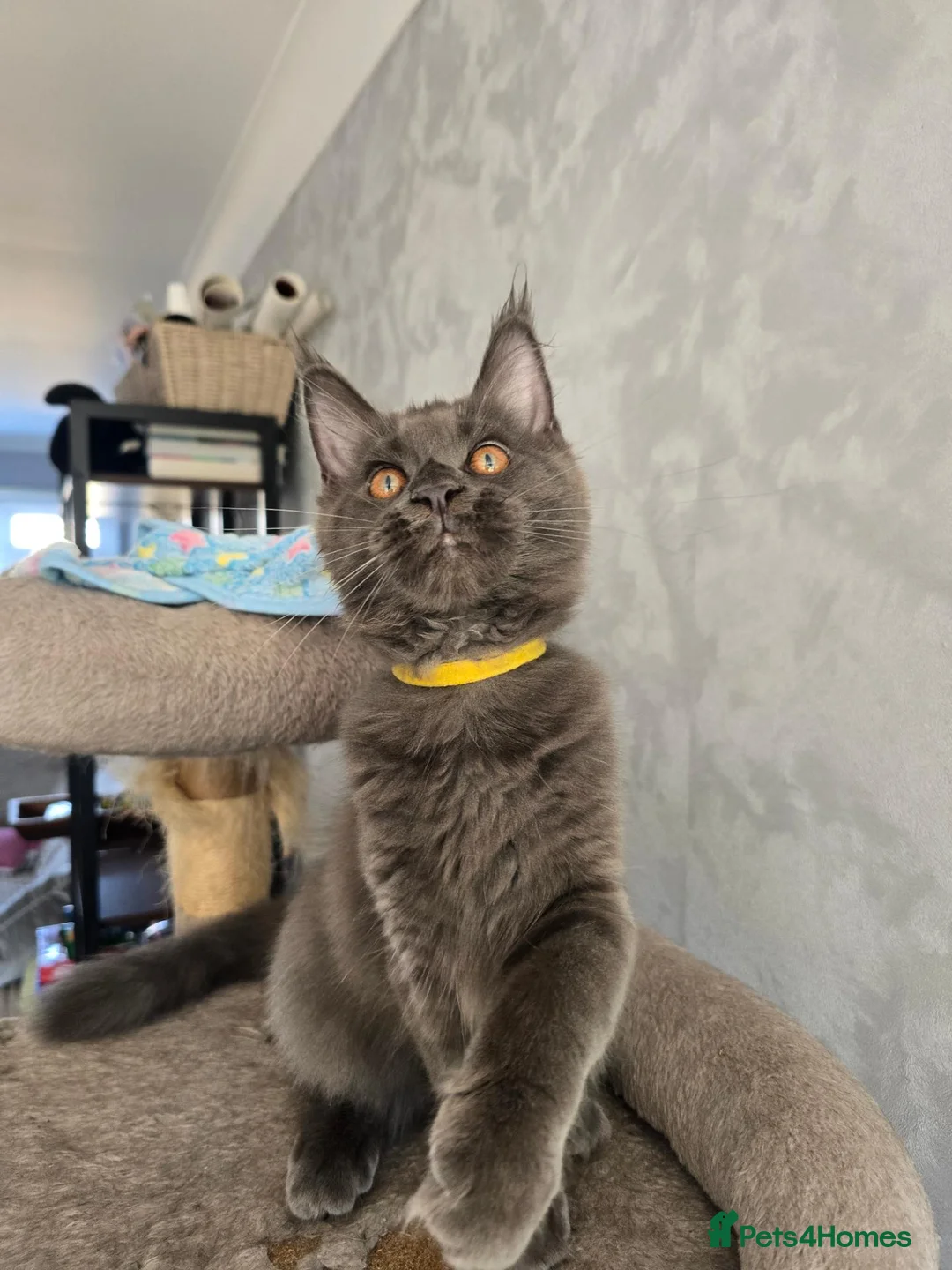 Maine Coon cats for sale: Blue Maine Coon tica registered  - Advert 2