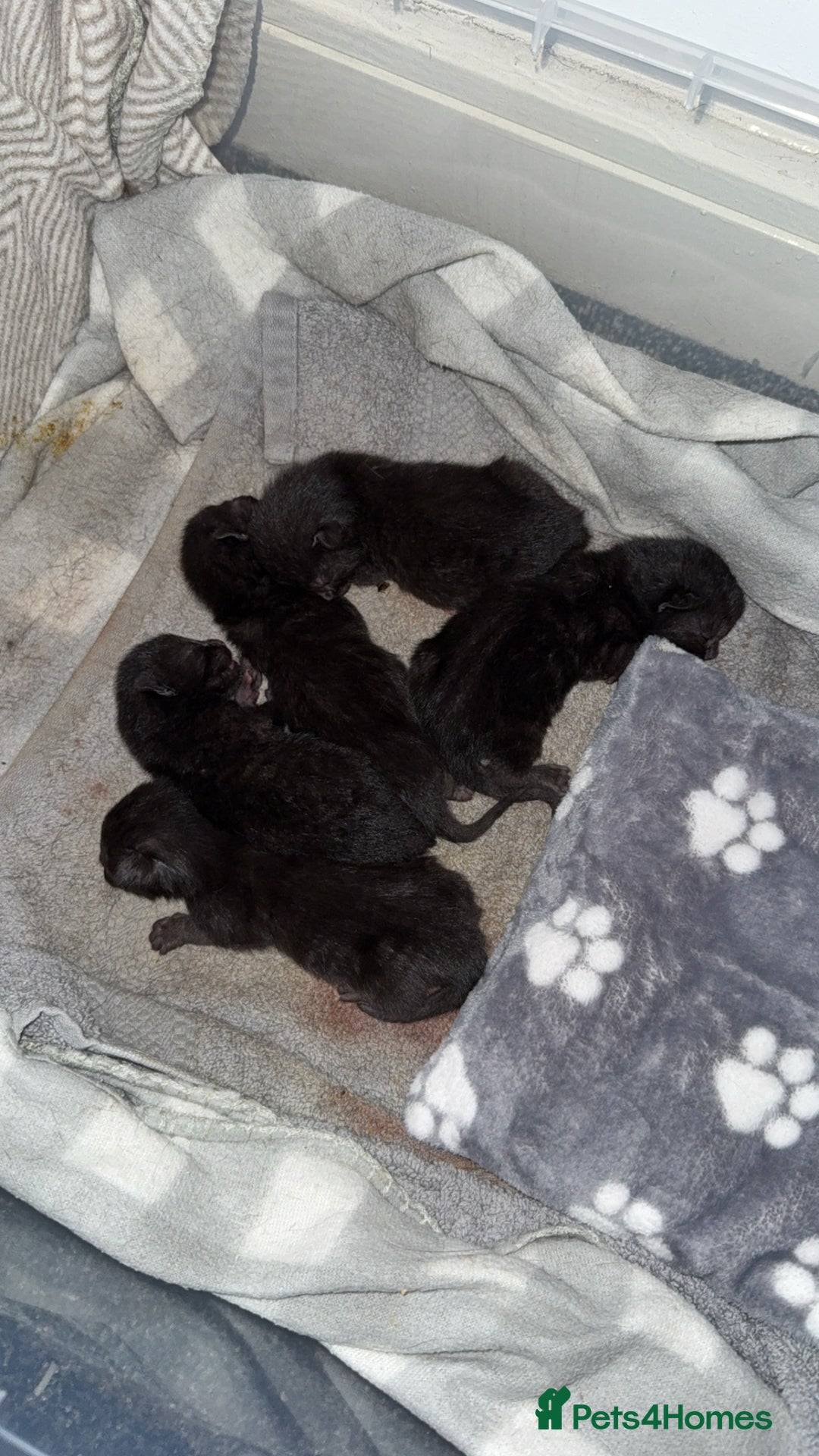 Bombay cats for sale: 5 freshly baked kittens! - Image 5