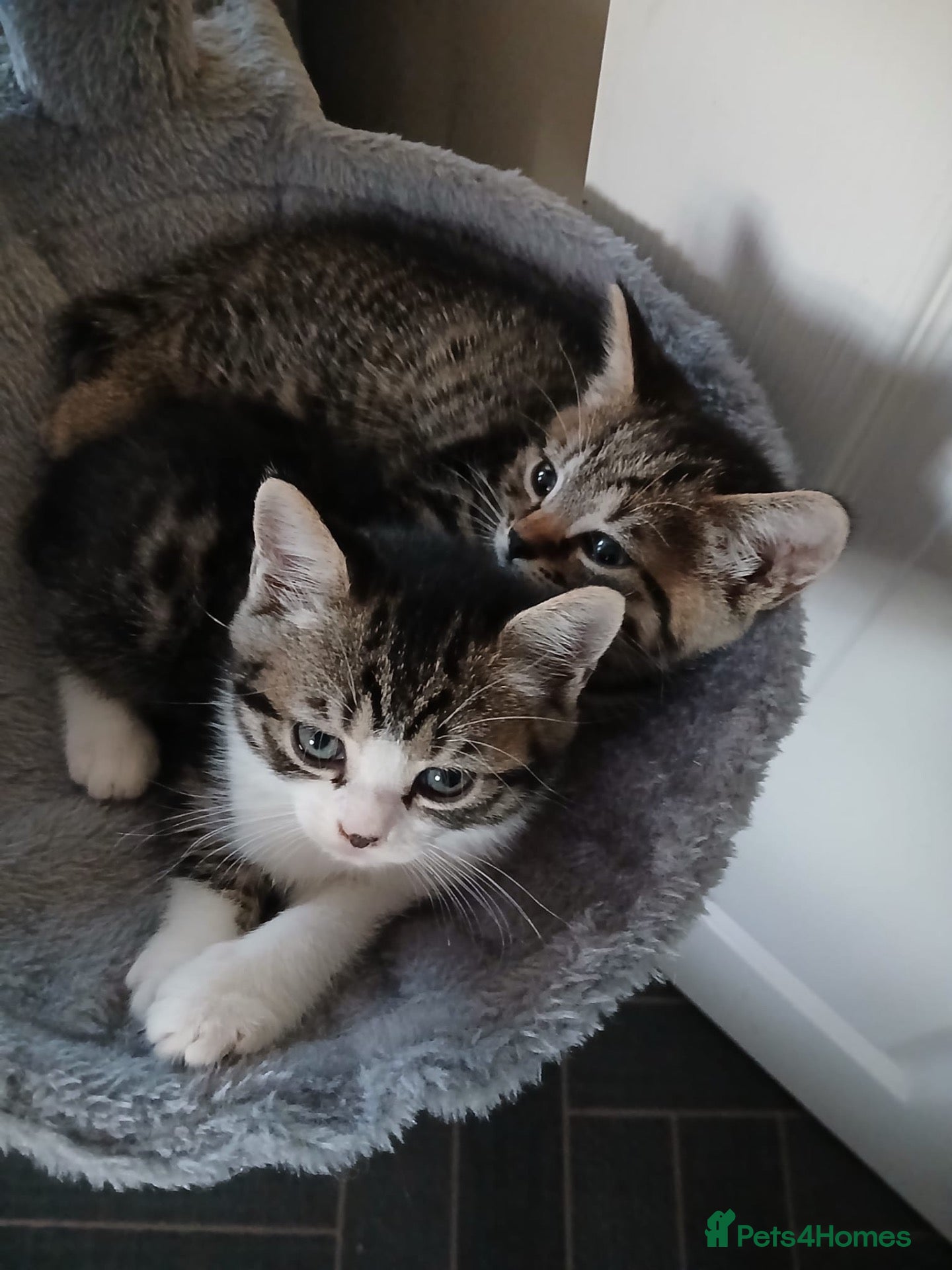 Mixed Breed cats Little Hearts Looking for Big Love 🐾   - Advert 1