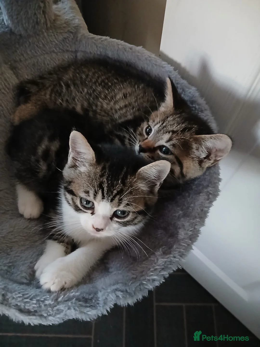 Mixed Breed cats for sale: Little Hearts Looking for Big Love 🐾   - Advert 1