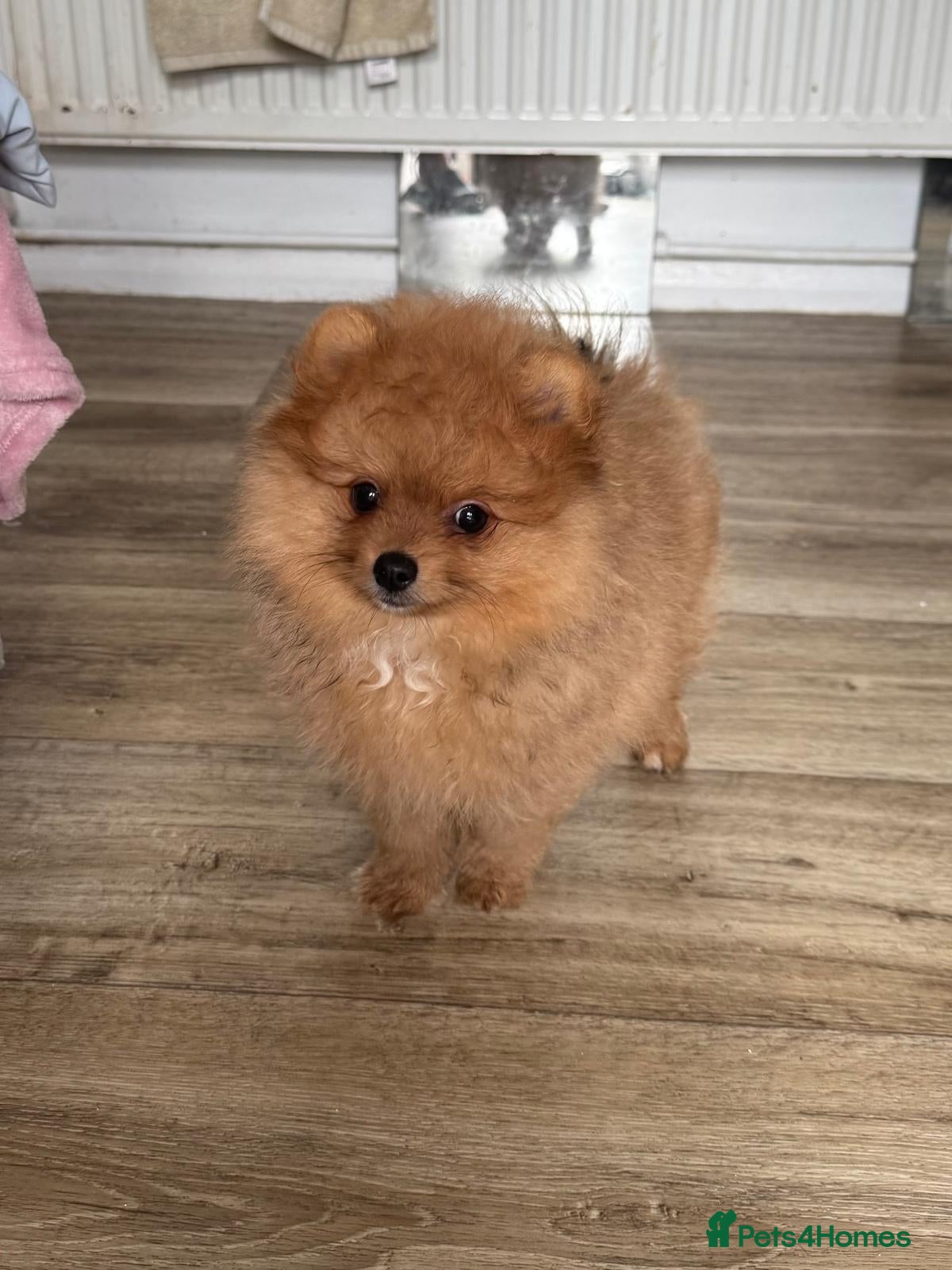 Pomeranian dogs KC reg Ready to go Luxury Pomeranian  - Advert 2