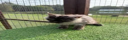 Maine Coon cats for sale: Maine Coon GCCF Registered - Advert 11