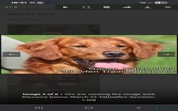 Golden Retriever dogs for sale: Working golden retriever puppies  - Image 6