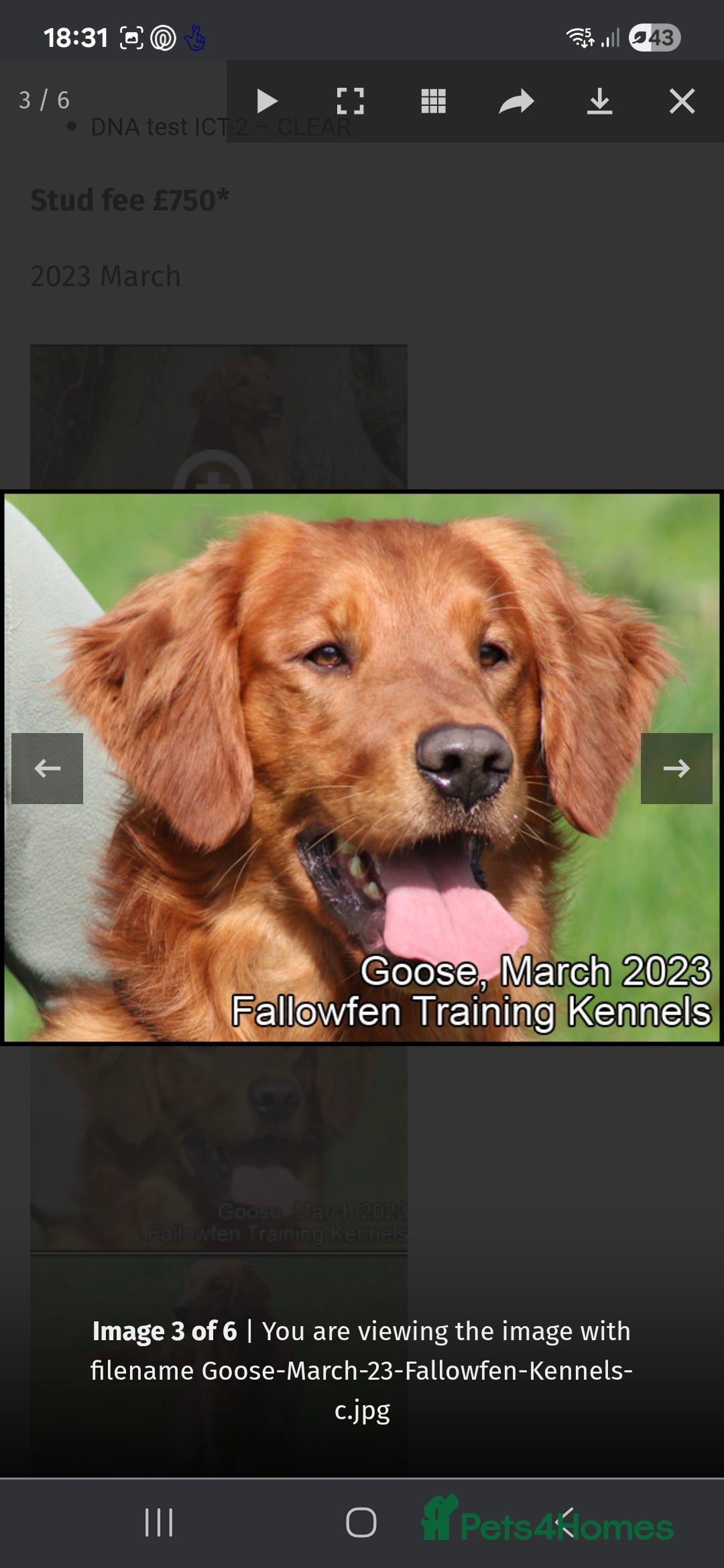 Golden Retriever dogs for sale: Working golden retriever puppies  - Image 6