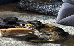 Mixed Breed cats for sale: Kittens for sale  - Image 6