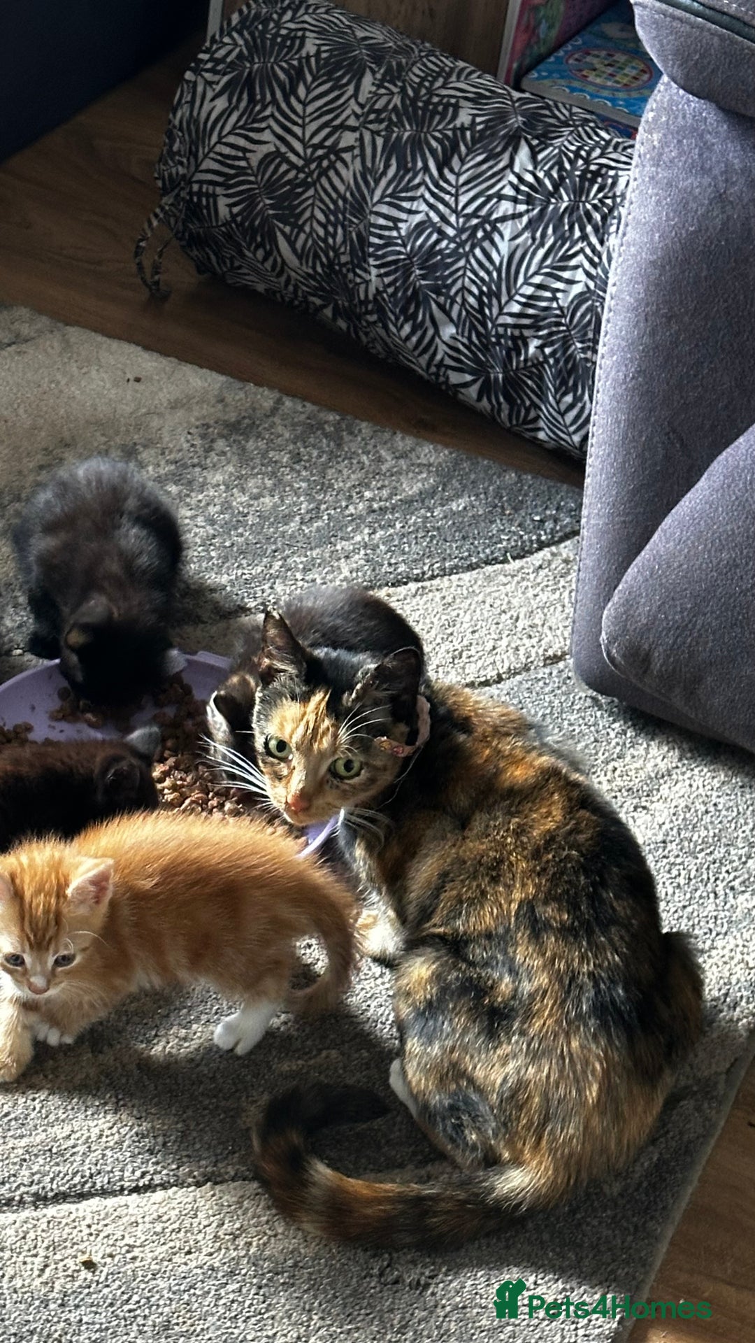 Mixed Breed cats for sale: Kittens for sale  - Image 6