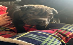 Shar Pei dogs for sale: 2 females 3 males Shar pei pups - Image 20