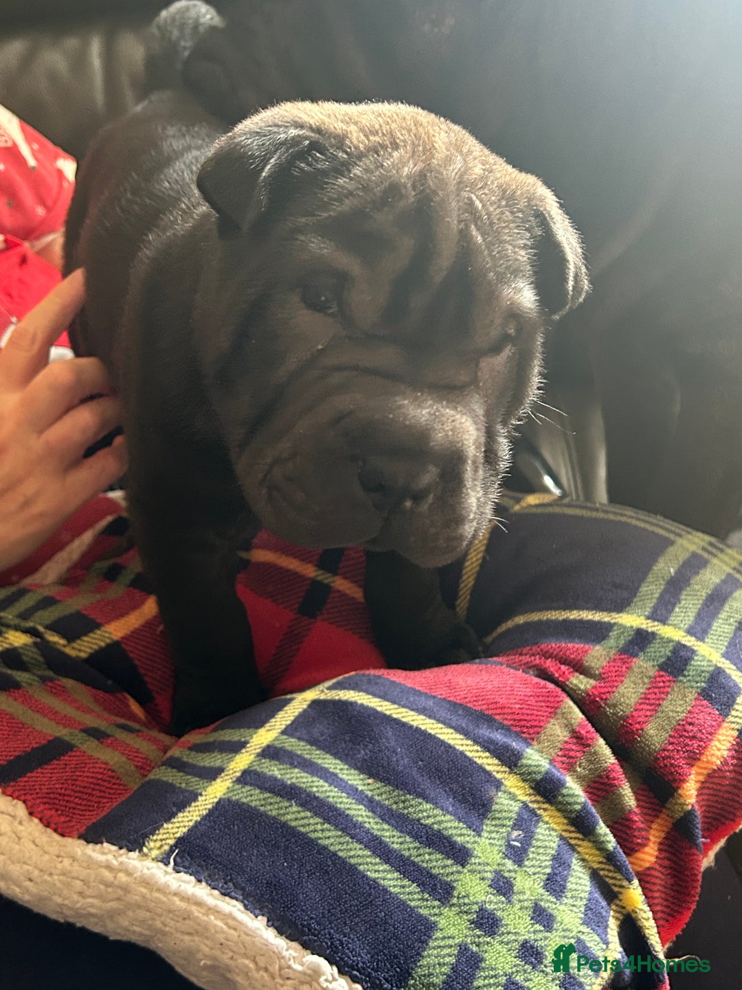 Shar Pei dogs for sale: 2 females 3 males Shar pei pups - Image 20