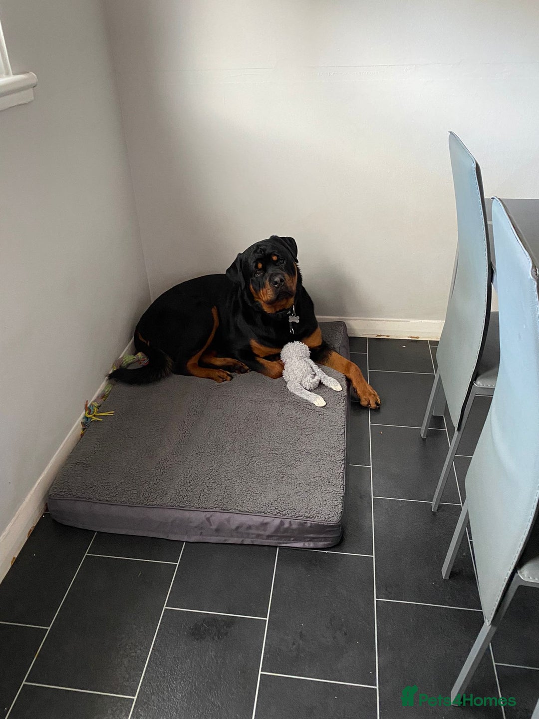 Rottweiler dogs for stud: Rottweiler - 4th generation KC registered pedigree - Advert 5