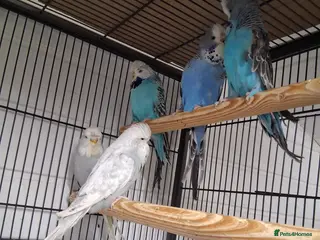 Budgerigars birds Exhibition Type Budgerigars - Advert 1