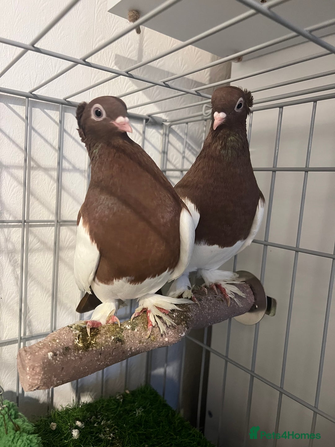 Pigeons birds for sale: Gorgeous Pigeon pair with cage.  - Advert 2
