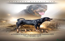 Rottweiler dogs for sale: 2 Stunning KC Pups Health Tested Parents  - Image 11