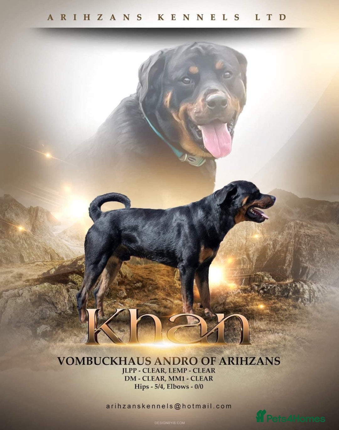 Rottweiler dogs for sale: 2 Stunning KC Pups Health Tested Parents  - Image 11
