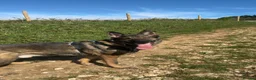 German Shepherd dogs for sale: Male German shepherd 7years - Advert 18