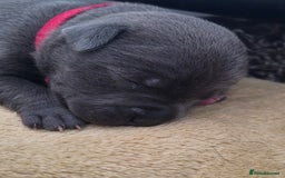 Staffordshire Bull Terrier dogs for sale: Staffordshire Bull Terrier Puppies - Image 9
