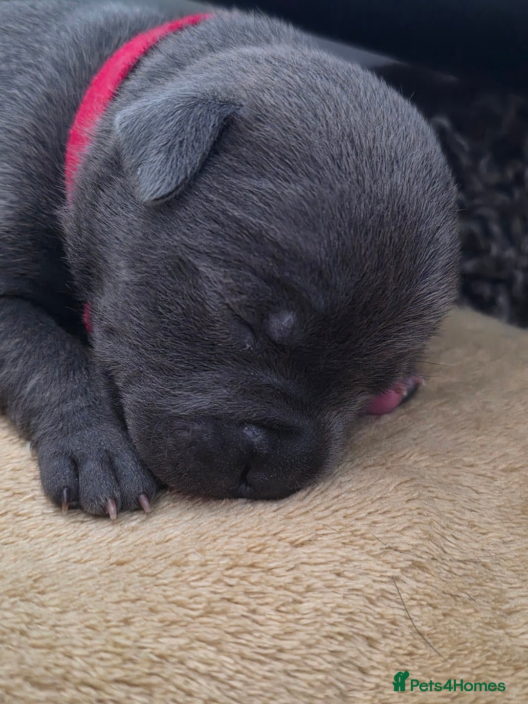 Staffordshire Bull Terrier dogs for sale: Staffordshire Bull Terrier Puppies - Image 9