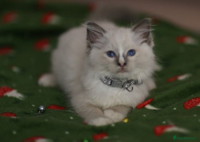 Ragdoll cats Beautiful Ragdoll kittens  - Advert 2