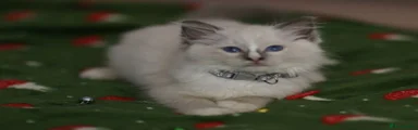 Ragdoll 2