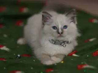 Ragdoll cats Beautiful Ragdoll kittens - Advert 2