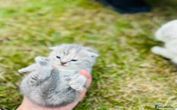 Scottish Fold cats for sale: Adorable Kittens Looking for Their Forever Homes🐾 - Image 13