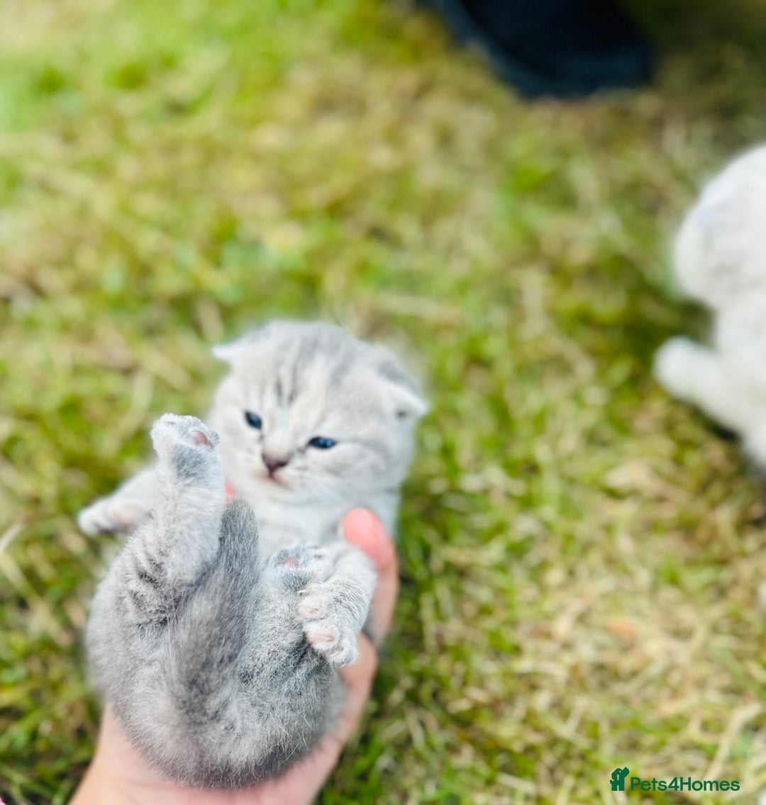 Scottish Fold cats for sale: Adorable Kittens Looking for Their Forever Homes🐾 - Image 13