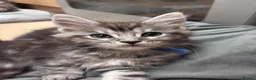 Maine Coon cats for sale: 9 Beautiful Maine Coon Kittens CHAMPION BLOOD LINE - Advert 12