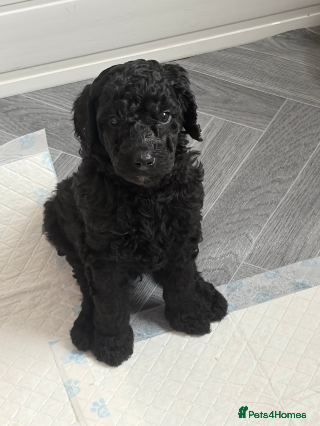 Standard Poodle dogs for sale: KC Registered standard poodle puppies  - Advert 6