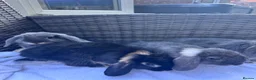 Mini Lop rabbits for sale: 4 very cute mini lops, ready for homes  - Advert 12