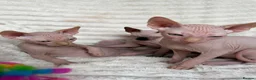 Sphynx cats for sale: Canadian Sphynx Kittens  - Advert 8