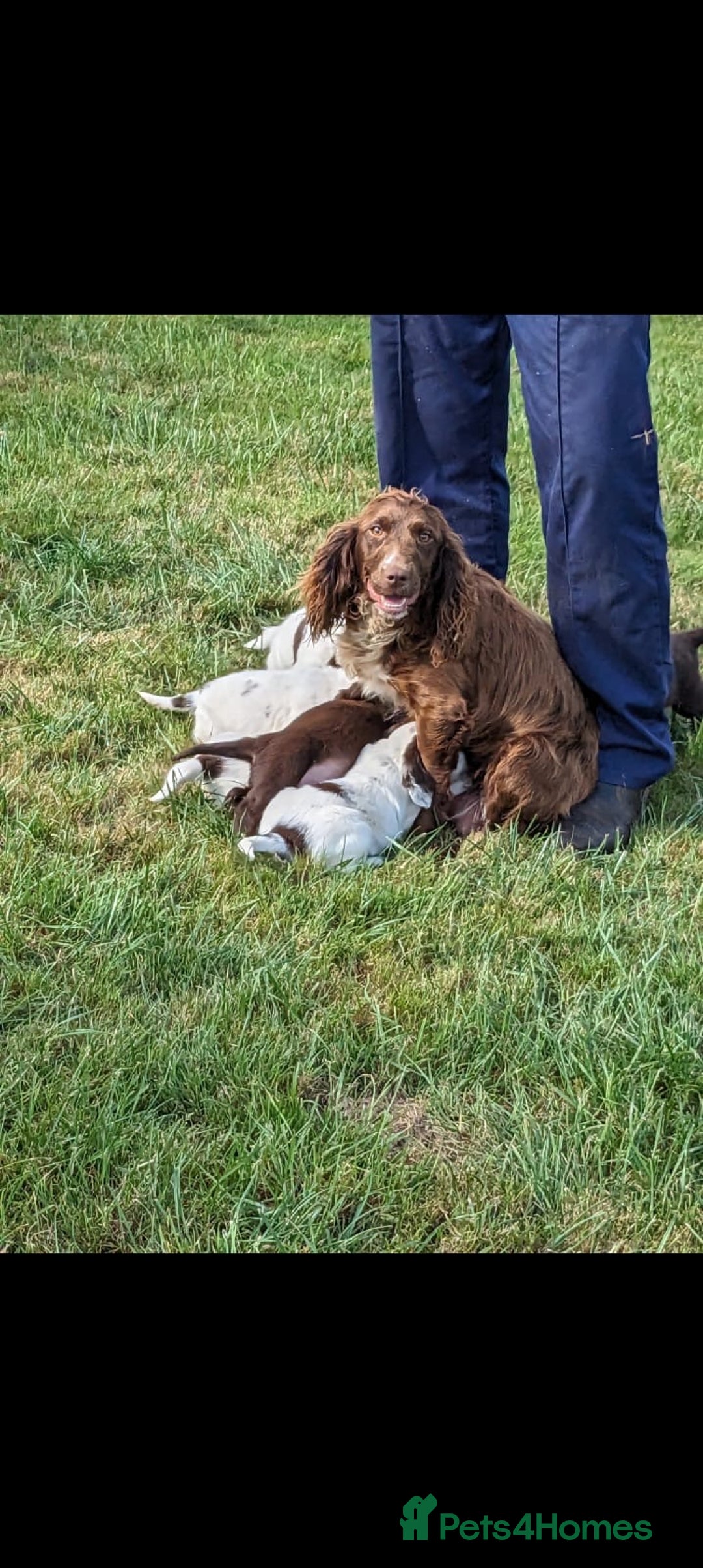 Sprocker dogs for sale: Sprocker pups  - Advert 5