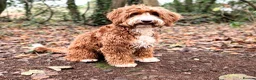 Australian Labradoodle dogs for stud: Tuxedo Max Available for Stud - Advert 10
