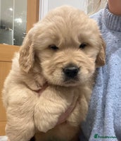 Golden Retriever dogs Beautiful KC Show Type Golden Retriever Puppies - Advert 8