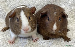 Guinea Pig rodents for sale: Guinea Pigs bonded pair ready to go  - Image 4