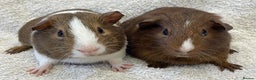 Guinea Pig rodents for sale: Guinea Pigs bonded pair ready to go  - Advert 4