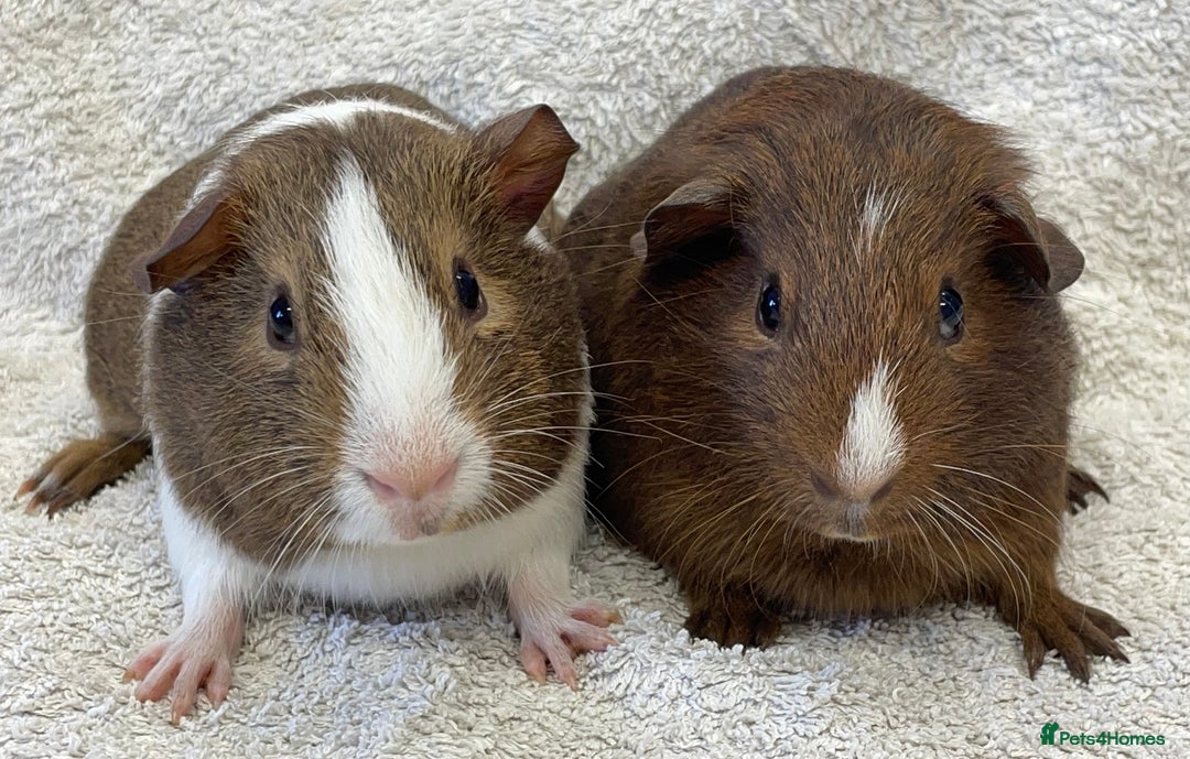 Guinea Pig rodents for sale: Guinea Pigs bonded pair ready to go  - Image 4