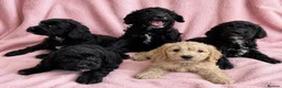 Cockapoo dogs for sale: Cockapoo puppies  - Advert 3