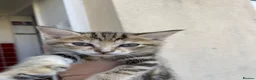 Mixed Breed cats for sale: Tabby kittens for sale  in Prenton - Advert 13