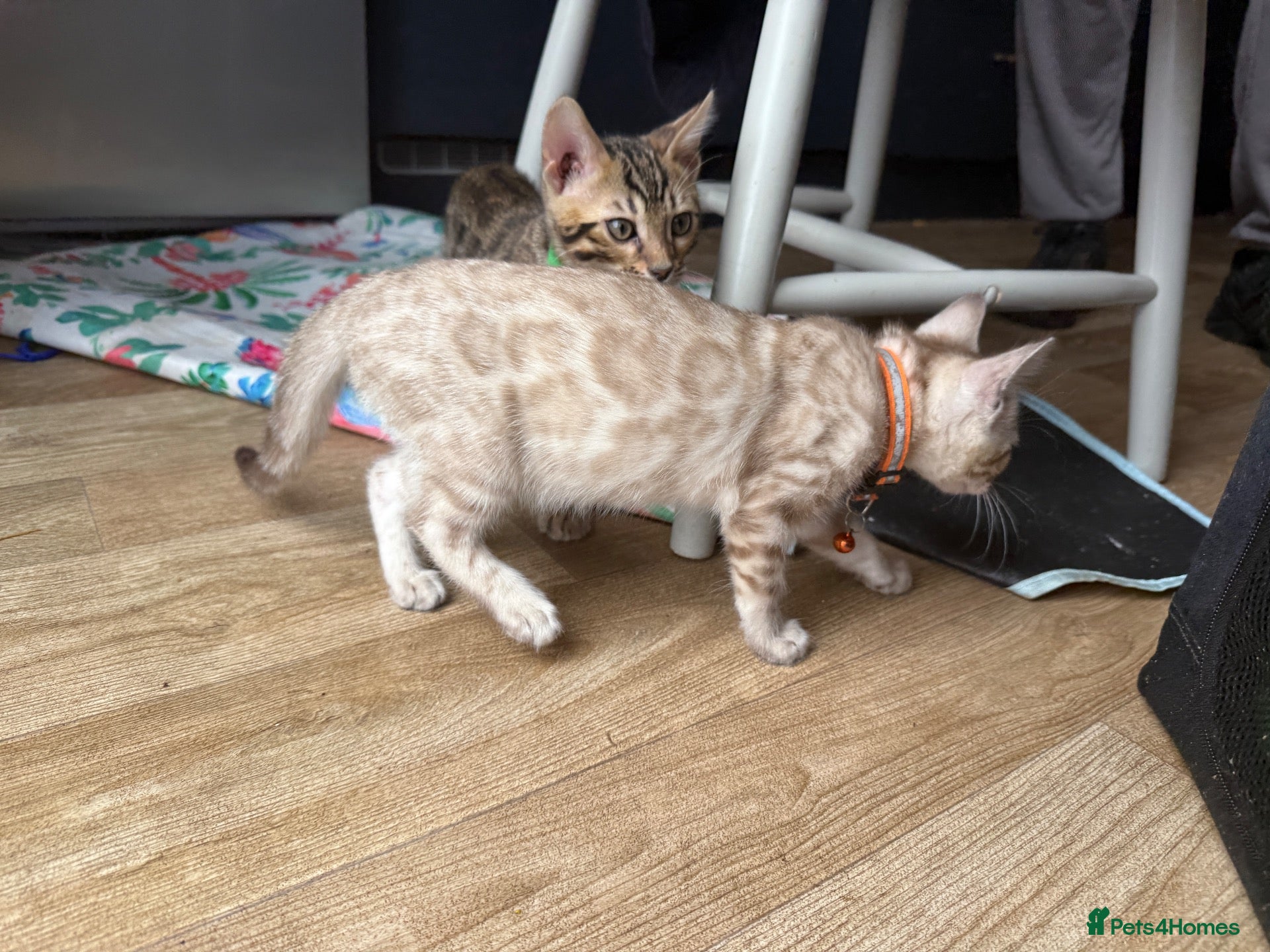 Bengal cats Tica Registered Bengal Kittens - Snow and Brown - Advert 2