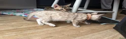 Bengal cats for sale: Tica Registered Bengal Kittens - Snow and Brown in London - Advert 2