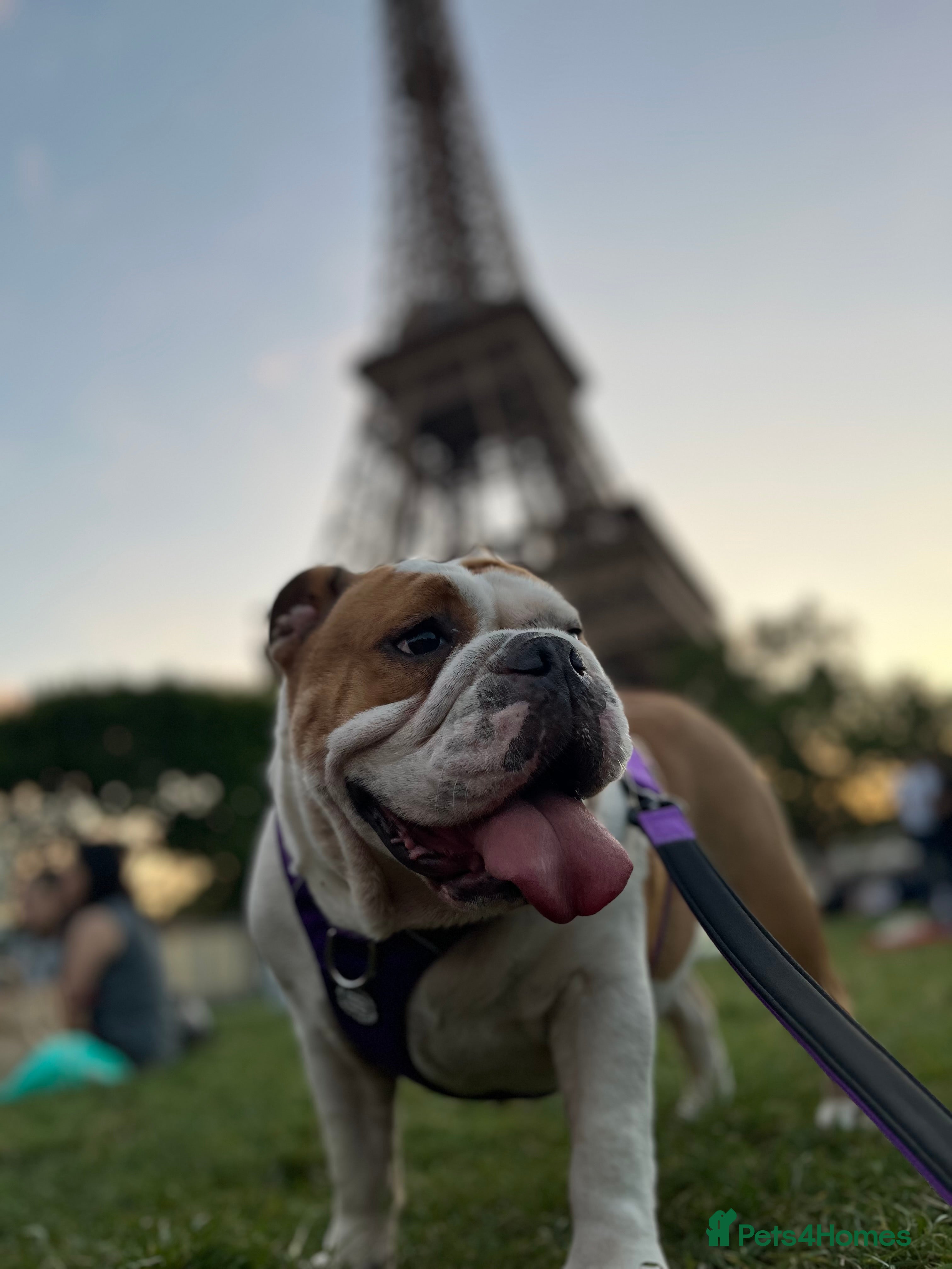 English Bulldog dogs Red&White KC Registered English Bulldog puppies  - Advert 4