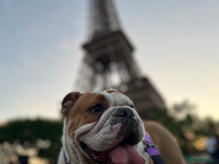 English Bulldog dogs Red&White KC Registered English Bulldog puppies - Advert 1