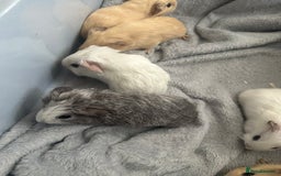 Guinea Pig rodents for sale: Baby guinea pigs  - Image 7