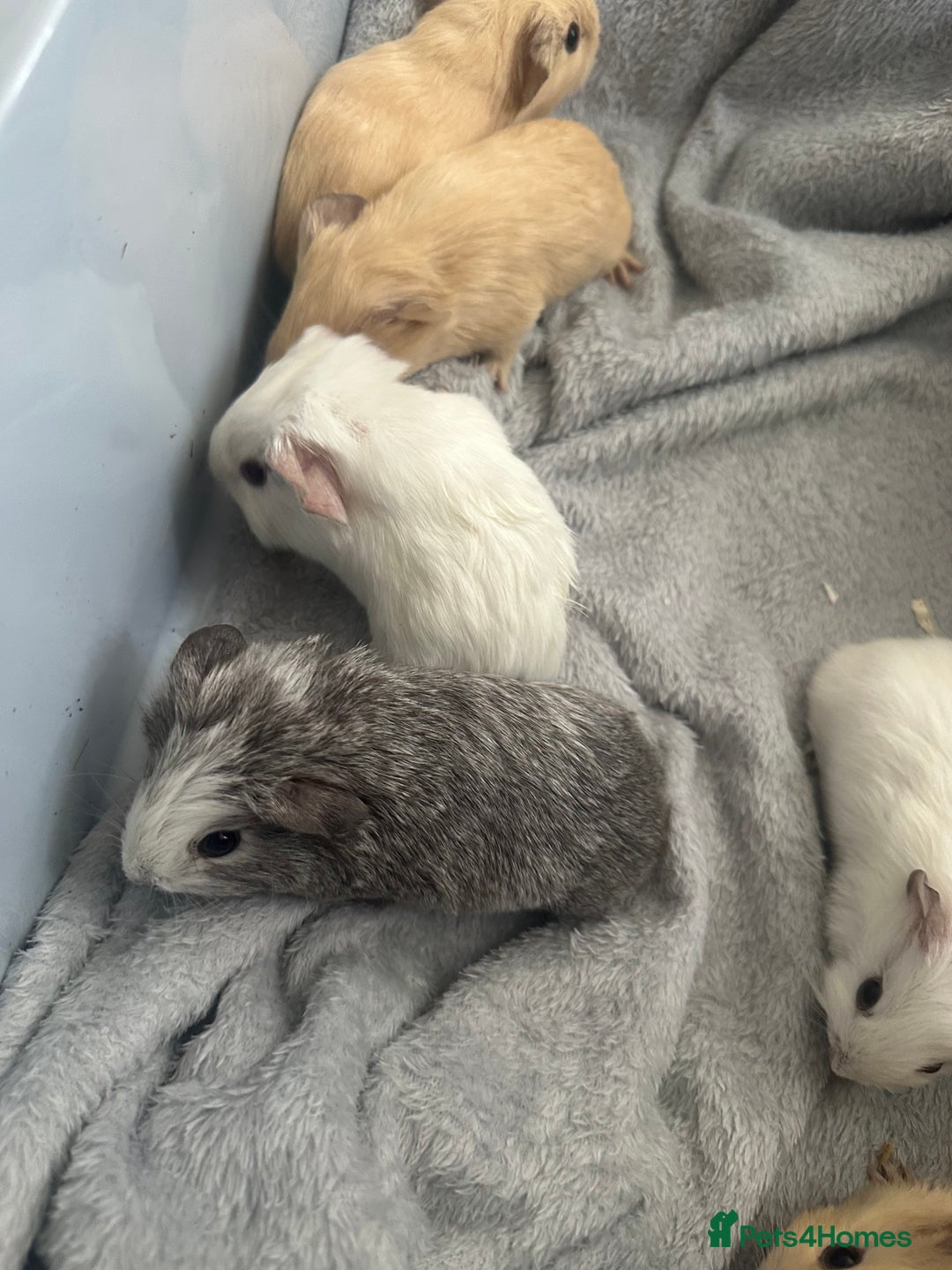 Guinea Pig rodents for sale: Baby guinea pigs  - Image 7