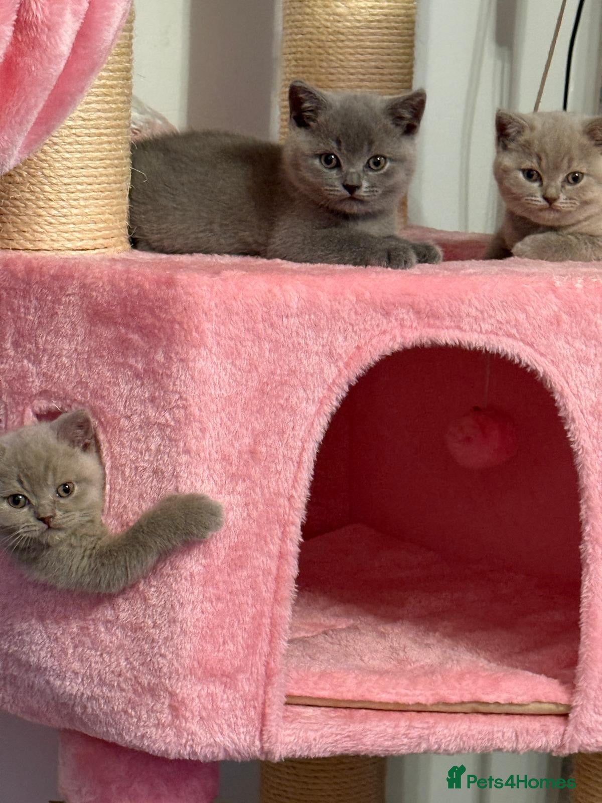 British Shorthair cats Pedigree TICA  BSH blue & lilac kittens  - Advert 1