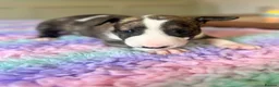 English Bull Terrier dogs for sale: Loving Family raised English Bull Terriers pups in Telford - Advert 14