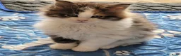 Maine Coon cats for sale: Beautiful Mainecoon kittins to sale - Advert 7