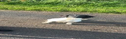 Sproodle dogs for sale: sproodle f1 puppies in Ayr - Advert 2