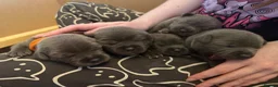 Staffordshire Bull Terrier dogs for sale: Beautiful KC reg blue puppies - Advert 9