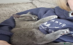 British Shorthair cats for sale: Rosie - Image 5